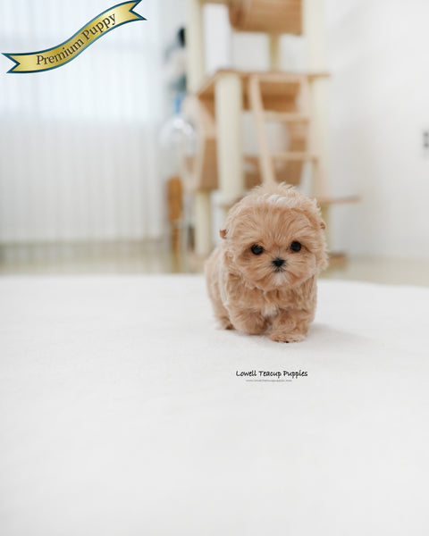 Teacup Maltipoo Male [Popcorn]