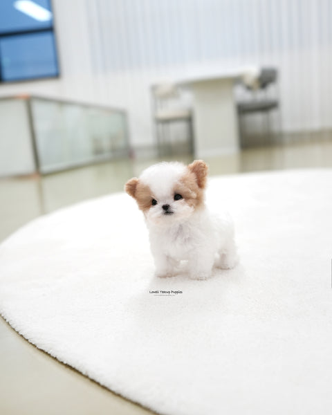 Teacup Maltipoo Female [Loewe]