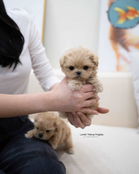 Teacup Maltipoo Male [Wayne]