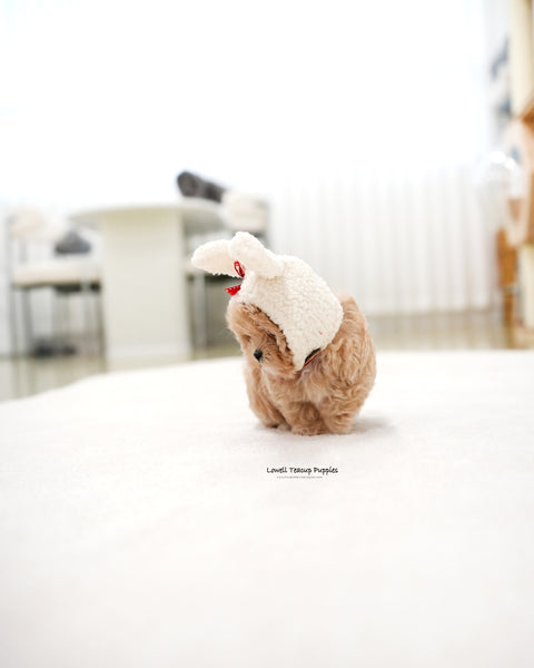 Teacup Maltipoo Male [Popcorn]