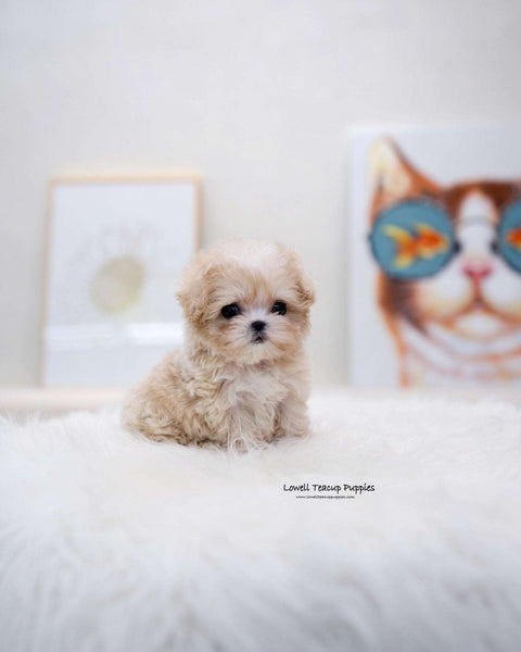 Teacup Maltipoo Male [Lennon]