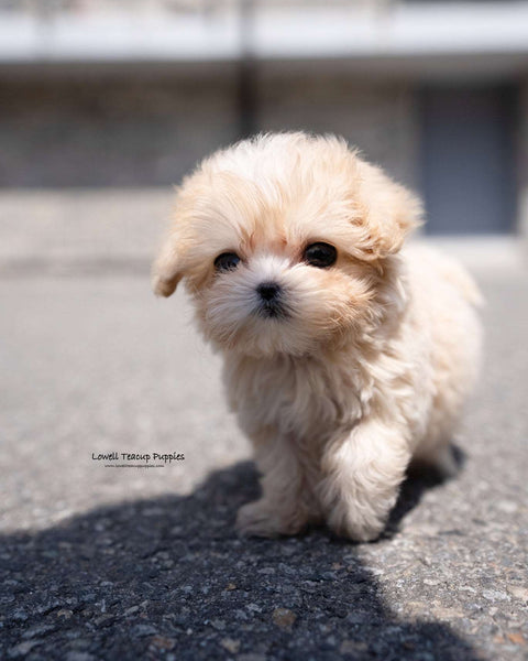 Teacup Maltipoo Male [Lennon]