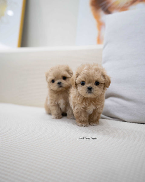 Teacup Maltipoo Male [Zayne]