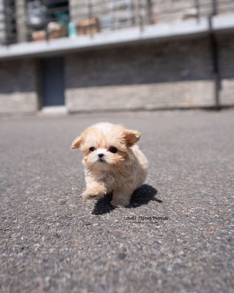 Teacup Maltipoo Male [Lennon]