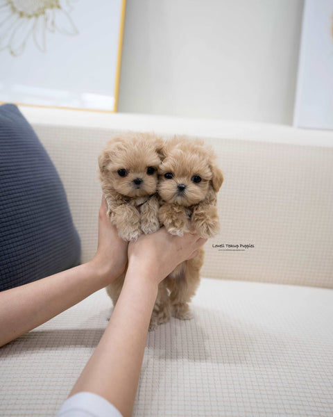 Teacup Maltipoo Male [Zayne]