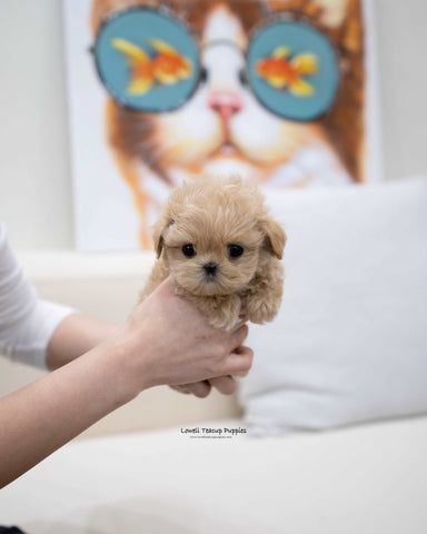 Teacup Maltipoo Male [Zayne]