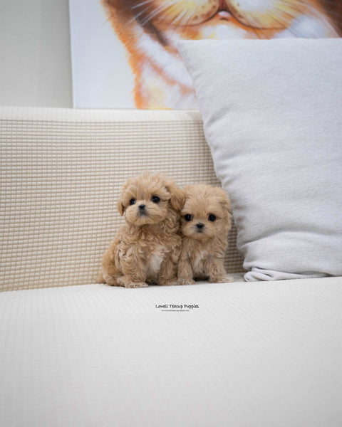 Teacup Maltipoo Male [Zayne]