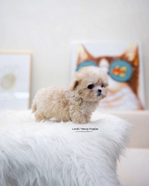 Teacup Maltipoo Male [Lennon]