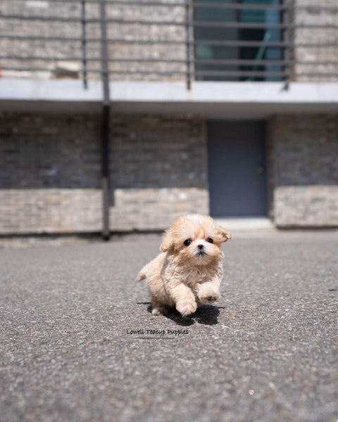 Teacup Maltipoo Male [Lennon]