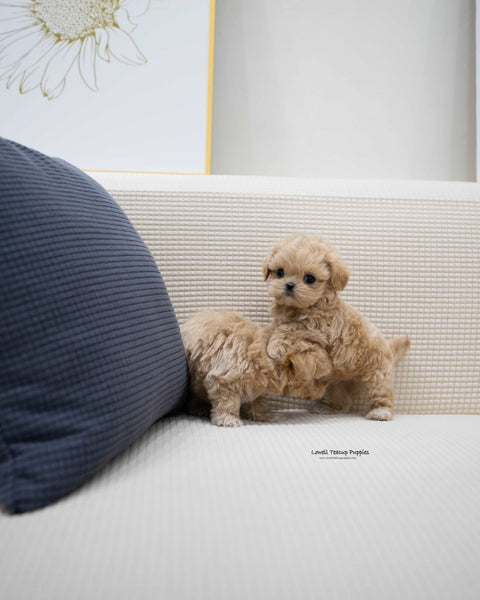 Teacup Maltipoo Male [Zayne]