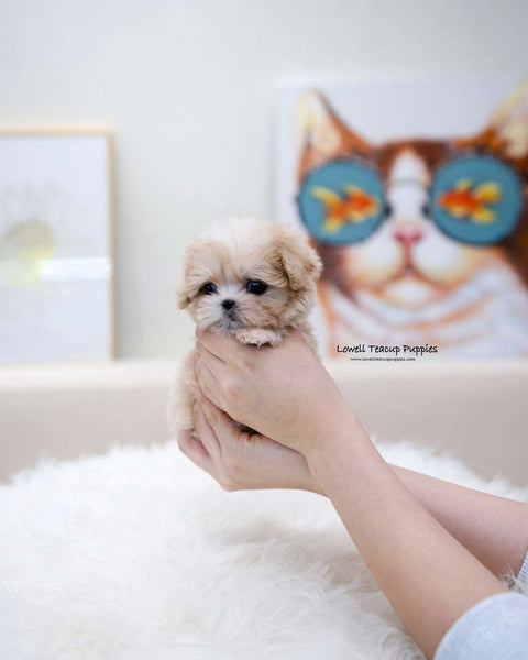 Teacup Maltipoo Male [Lennon]