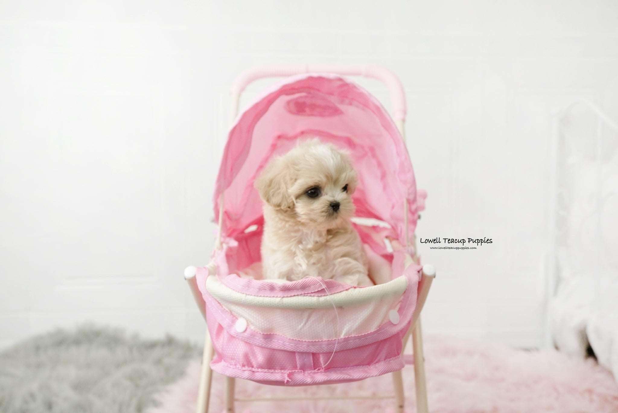 Teacup Maltipoo Female [Ann] - Lowell Teacup Puppies inc