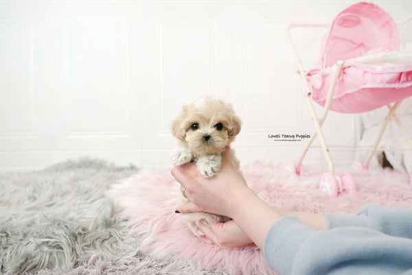 Teacup Maltipoo Female [Ann] - Lowell Teacup Puppies inc