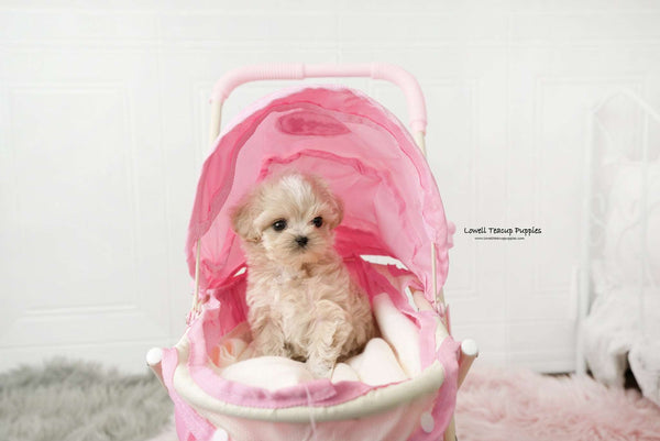 Teacup Maltipoo Female [Ann] - Lowell Teacup Puppies inc
