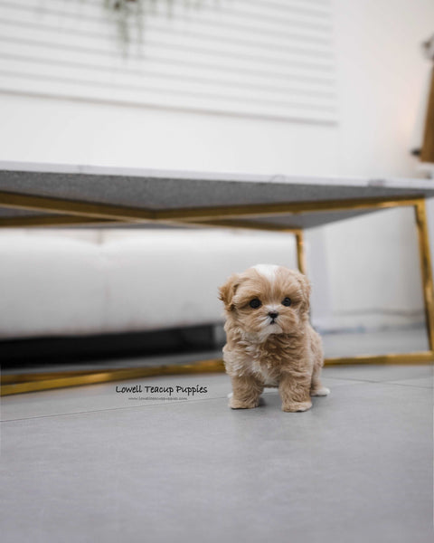 Teacup Maltipoo Female [Apple]