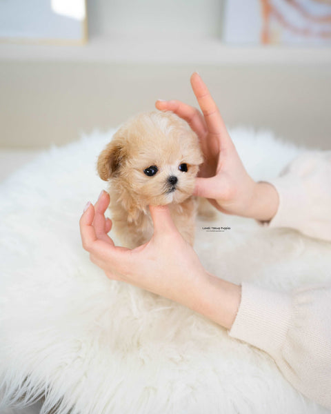 Teacup Maltipoo Female [Gucci]