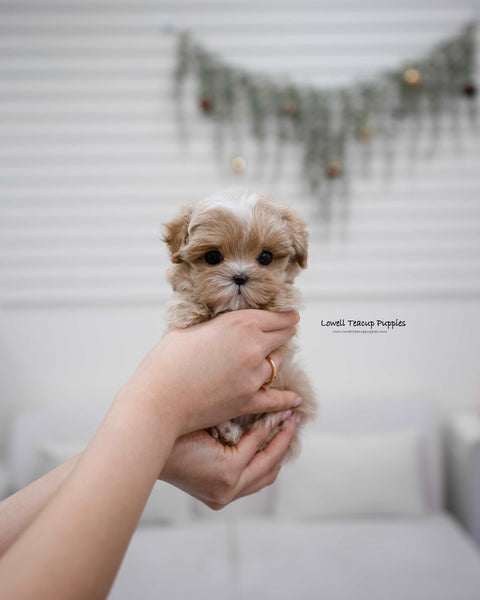 Teacup Maltipoo Female [Apple]