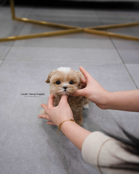 Teacup Maltipoo Female [Apple]