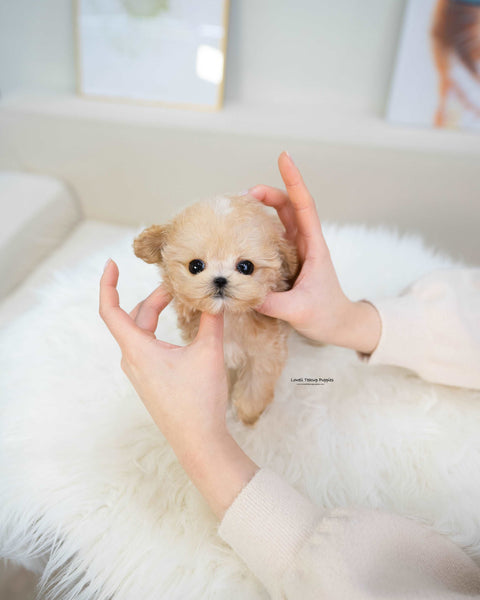 Teacup Maltipoo Female [Gucci]