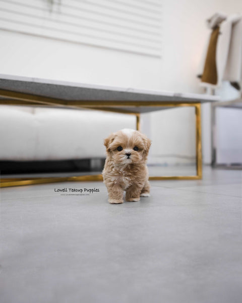 Teacup Maltipoo Female [Apple]