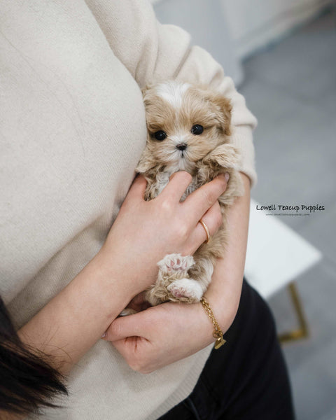 Teacup Maltipoo Female [Apple]