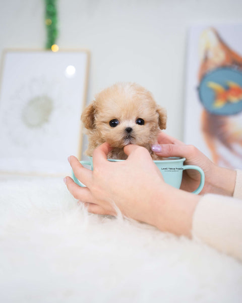 Teacup Maltipoo Female [Gucci]