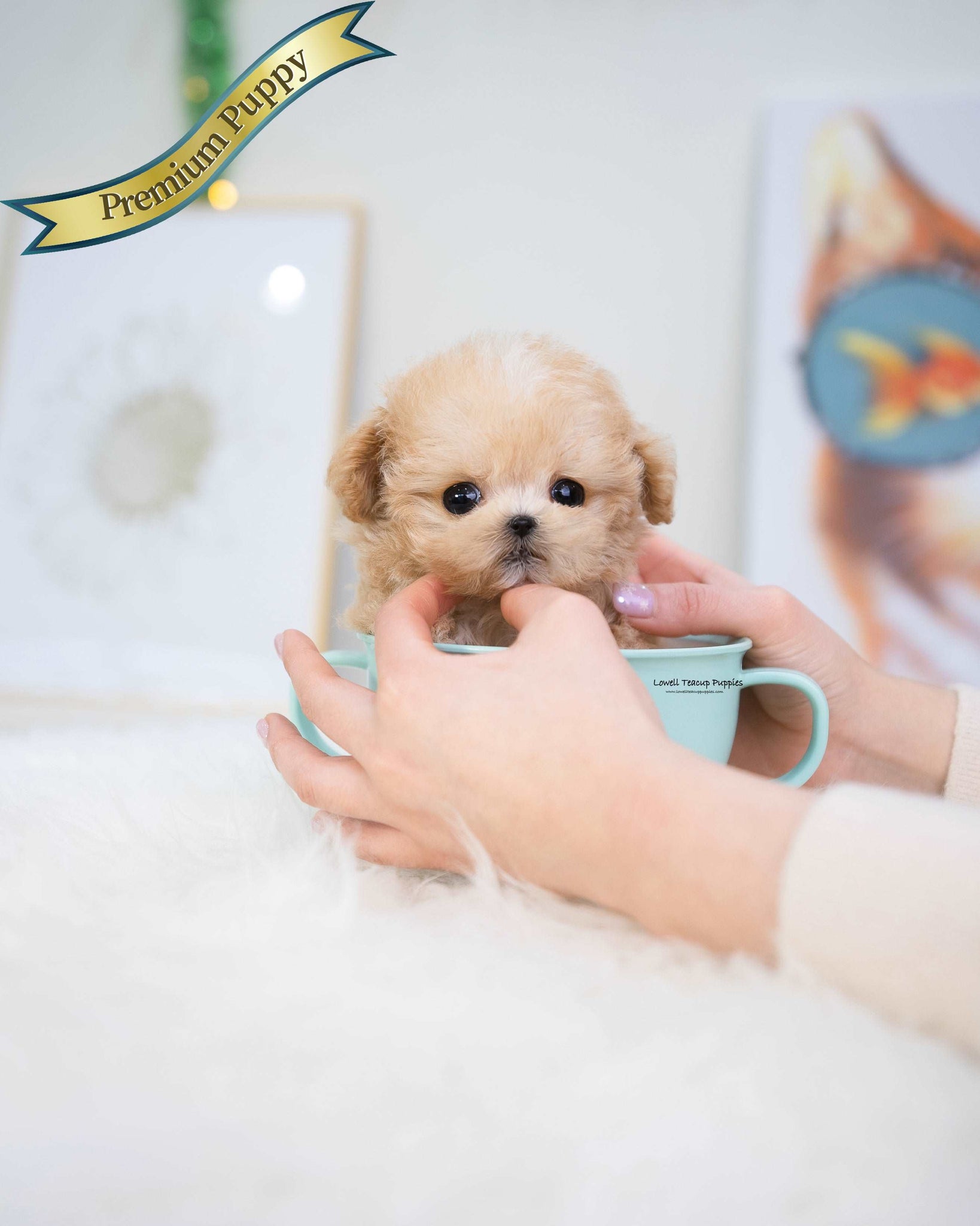 Teacup Maltipoo Female [Gucci]