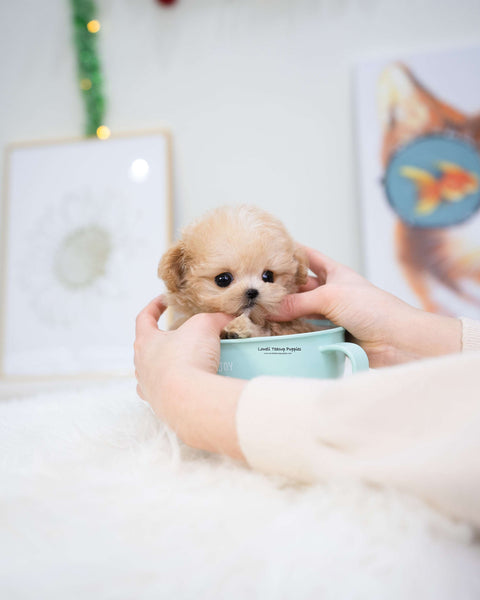 Teacup Maltipoo Female [Gucci]