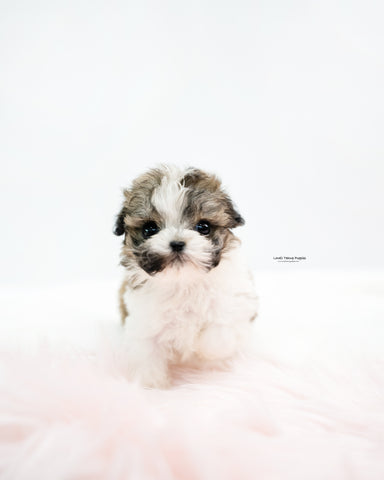 Teacup Maltipoo Male [Nico]