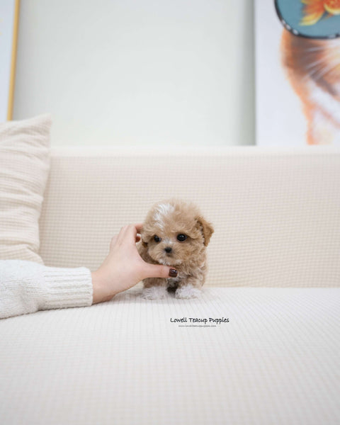 Teacup Maltipoo Male [Ryan]