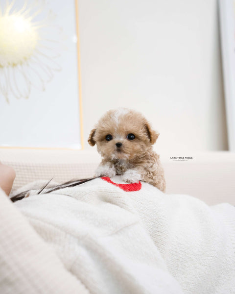 Teacup Maltipoo Male [Ryan]