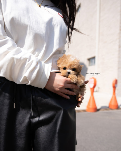 Teacup Maltipoo Male [Vincent]