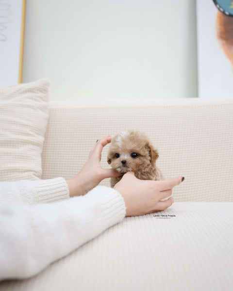 Teacup Maltipoo Male [Ryan]