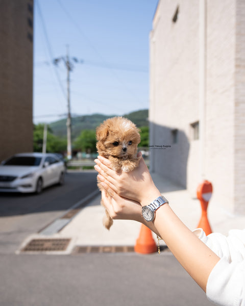 Teacup Maltipoo Male [Vincent]