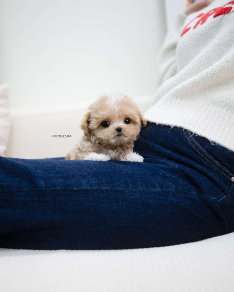 Teacup Maltipoo Male [Ryan]