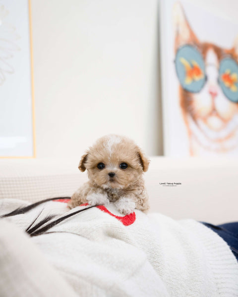 Teacup Maltipoo Male [Ryan]