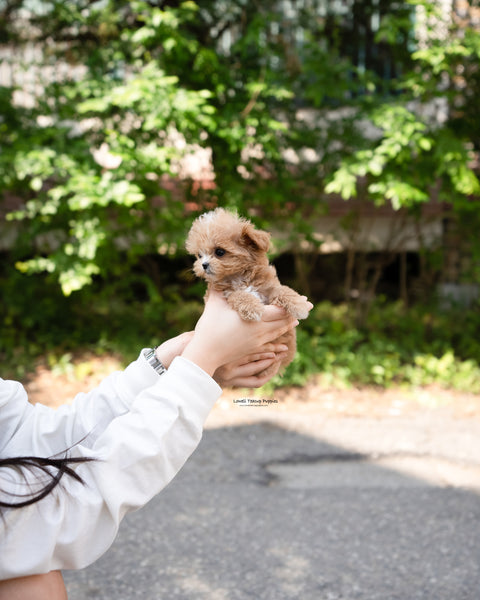 Teacup Maltipoo Male [Vincent]