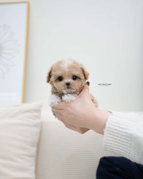 Teacup Maltipoo Male [Ryan]