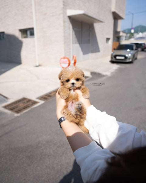 Teacup Maltipoo Male [Vincent]