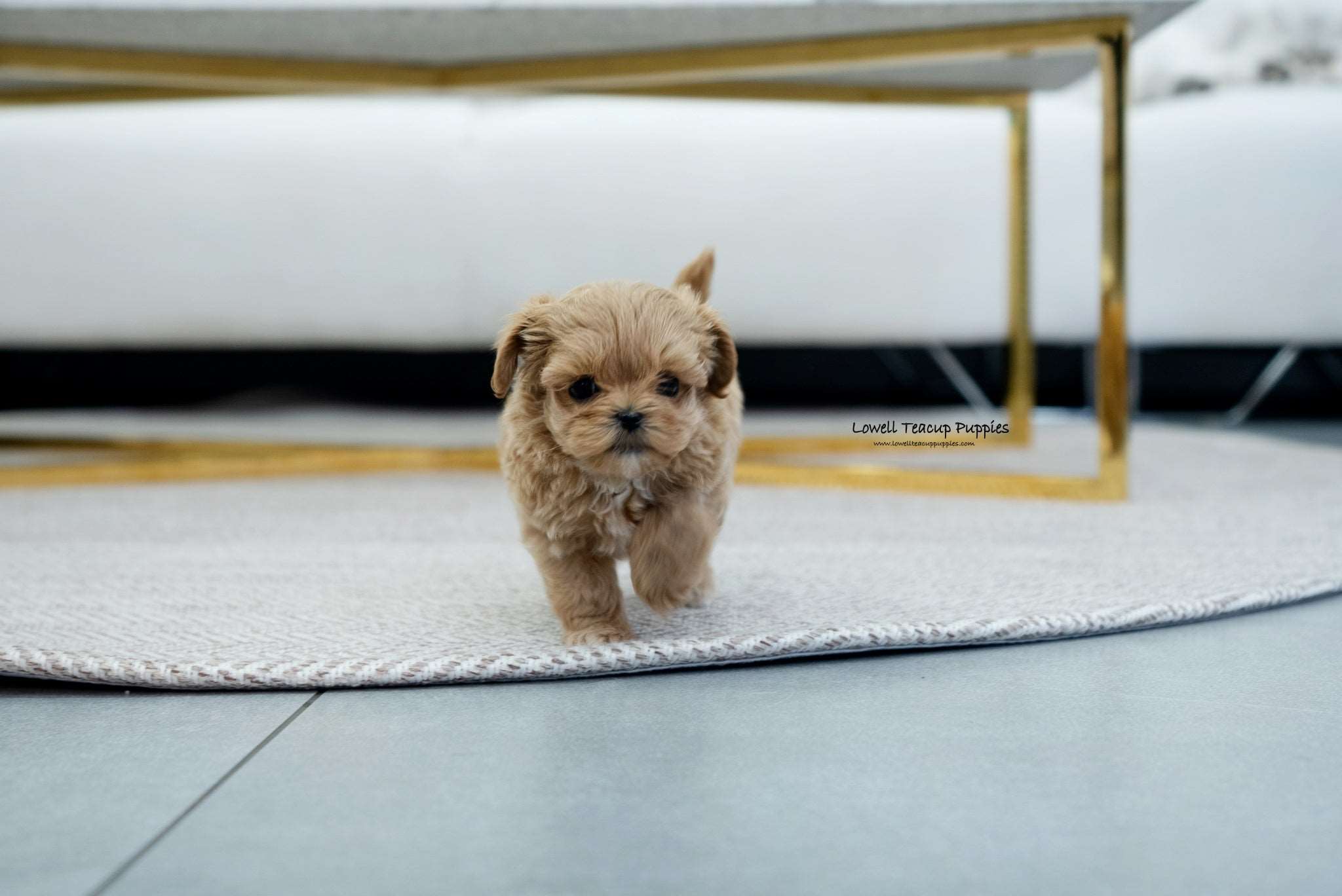 Teacup Maltipoo Male [Coiln] - Lowell Teacup Puppies inc