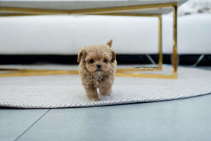 Teacup Maltipoo Male [Coiln] - Lowell Teacup Puppies inc