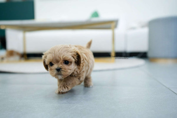 Teacup Maltipoo Male [Coiln] - Lowell Teacup Puppies inc