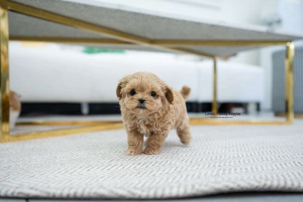 Teacup Maltipoo Male [Coiln] - Lowell Teacup Puppies inc