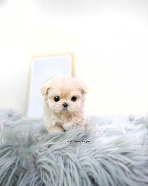 Teacup Maltipoo Female [Susan]