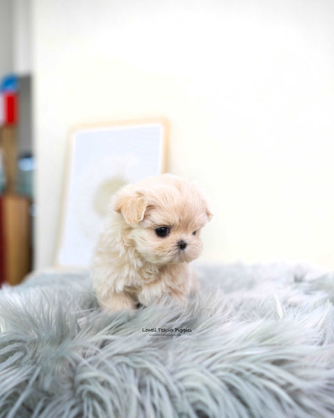 Teacup Maltipoo Female [Susan]