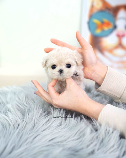 Teacup Maltipoo Female [Susan]