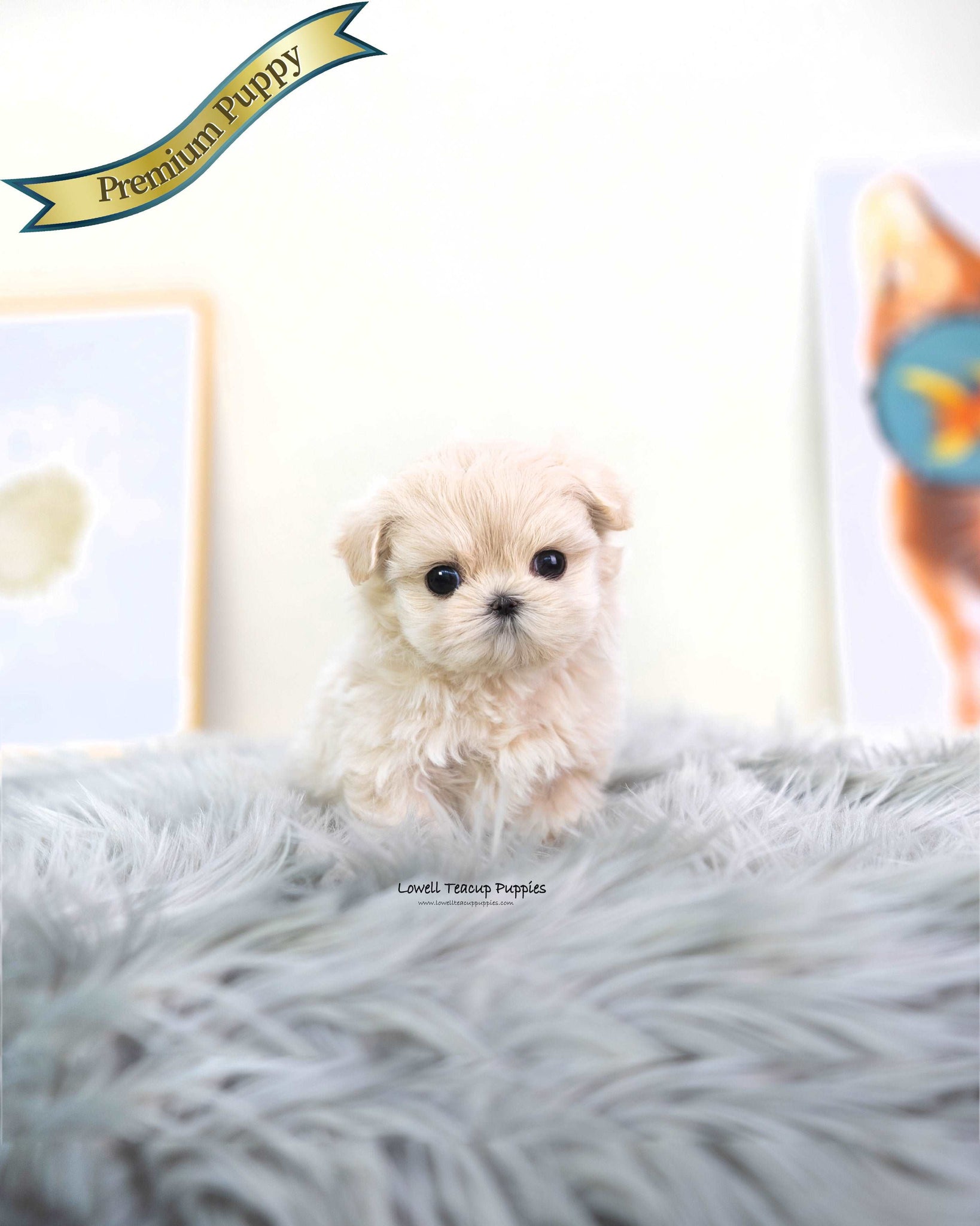 Teacup Maltipoo Female [Susan]