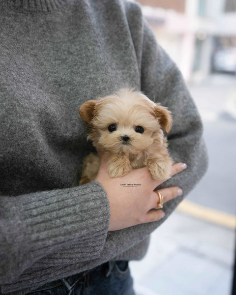 Teacup Maltipoo Male [Pablo]