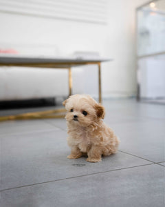 Teacup Maltipoo Male [Pablo]