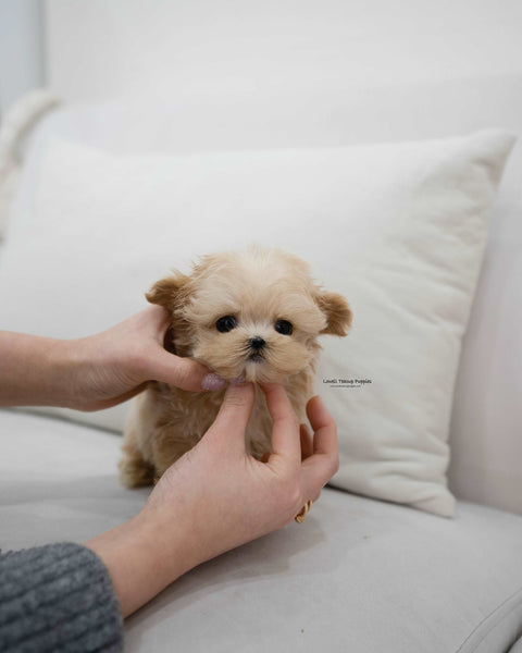 Teacup Maltipoo Male [Pablo]